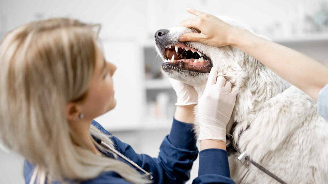 Dog-with-Vet-Dog Dental Care by PetWell