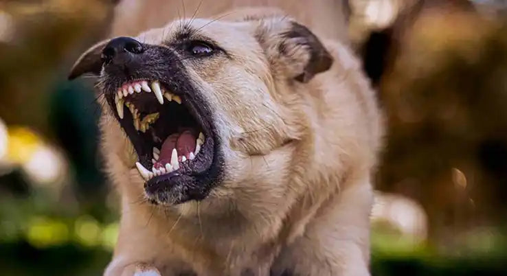 Dog Aggression & Resource Guarding Natural Solutions PetWell