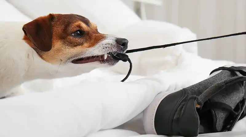 Dog Behaviour Problems & Natural Fixes  PetWell