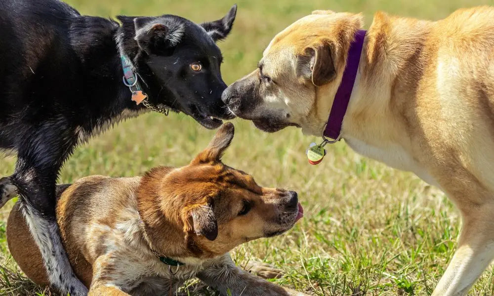 3 dogs interacting at the dog park