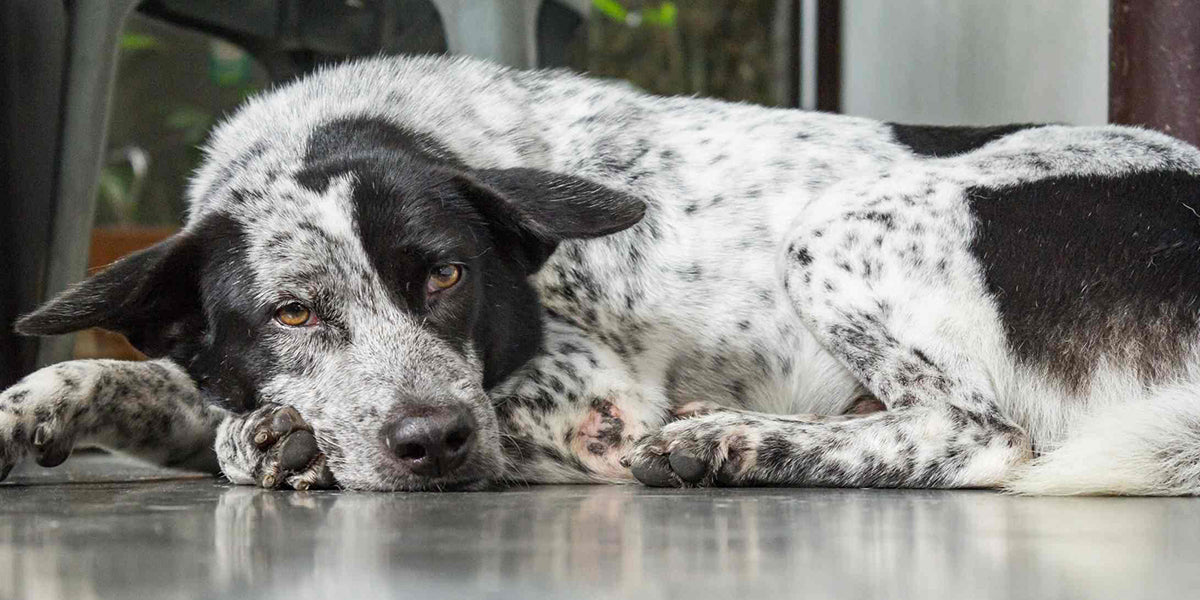 Dog Sleep Positions And Behaviours by PetWell