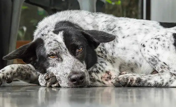 Dog Sleep Positions And Behaviours by PetWell