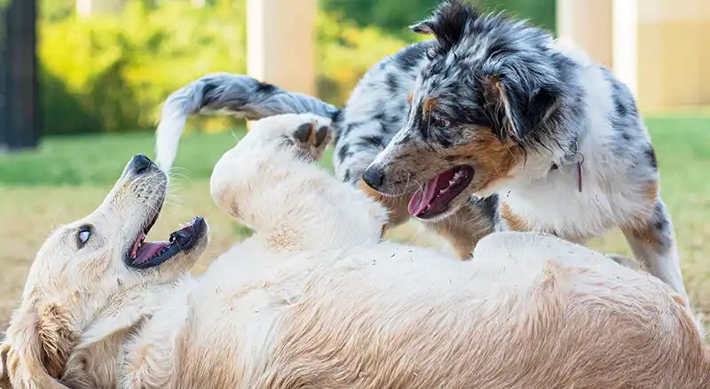 Dog Socialisation Tips - 2 dogs playing