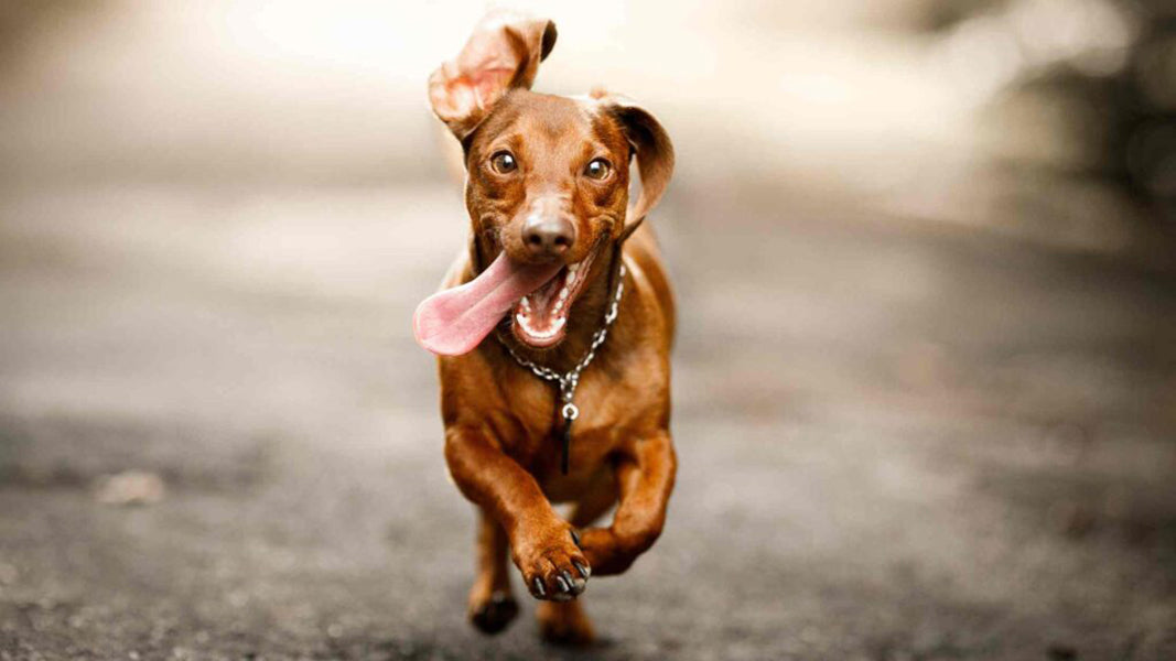 Dog running - Benefits of Off-leash Time for Your Dog by PetWell