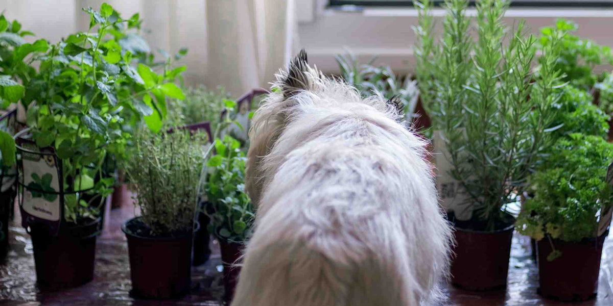 Dog with herbs 10 Herbs that are Good for Pets by PetWell