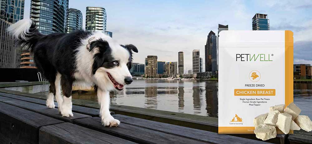 Border Collie walking towards Freeze-Dried Dog Treats: A Healthier Choice