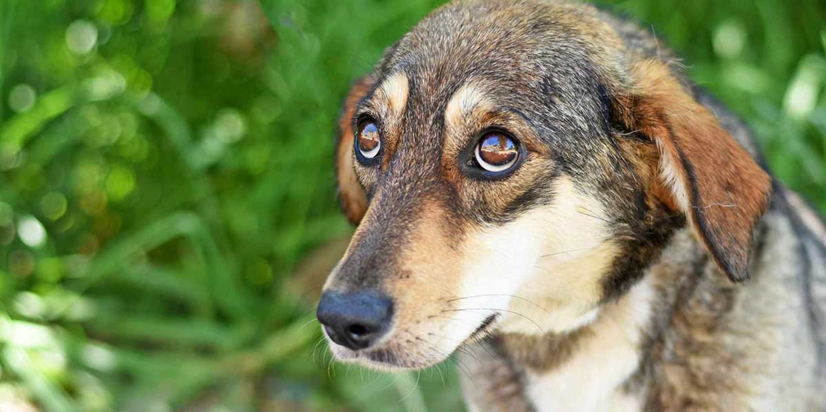 Anxious dog looking sideways wanting to know How PetWell CALM Helps Manage Dog Anxiety Naturally 