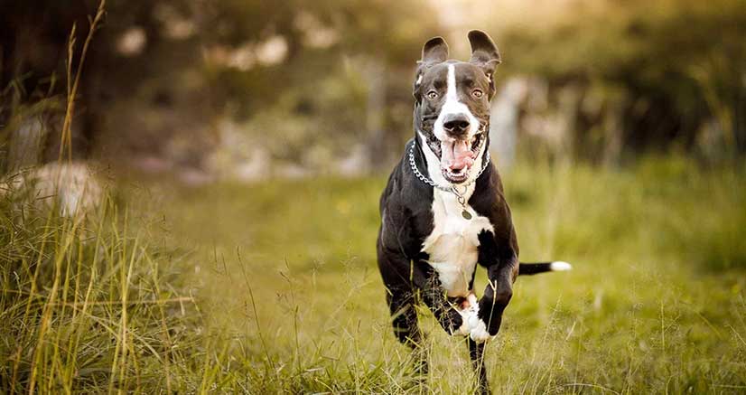 Dog in running motion How to Prevent Joint Issues in Dogs by PetWell
