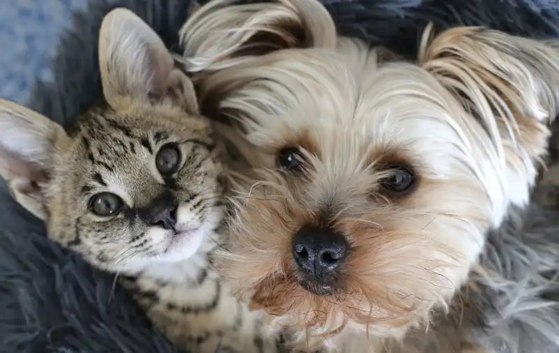 How Dogs and Cats Get Worms & How to Prevent Them