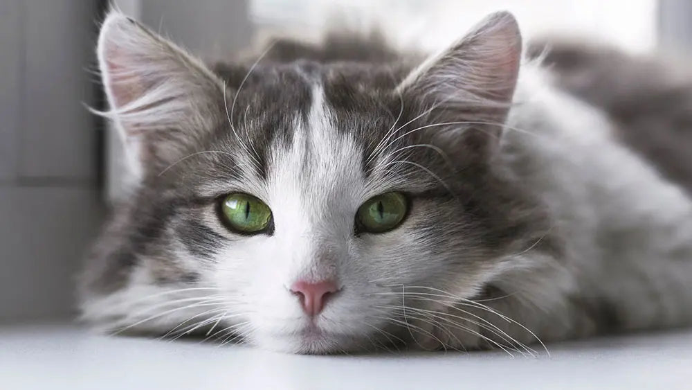 How to Calm an Anxious Cat