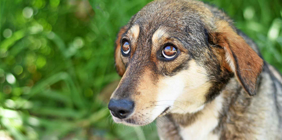 How to Calm an Anxious Dog