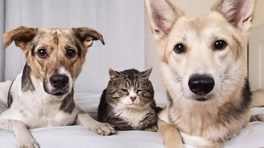 How to Care for Ageing Dogs and Cats Naturally PetWell