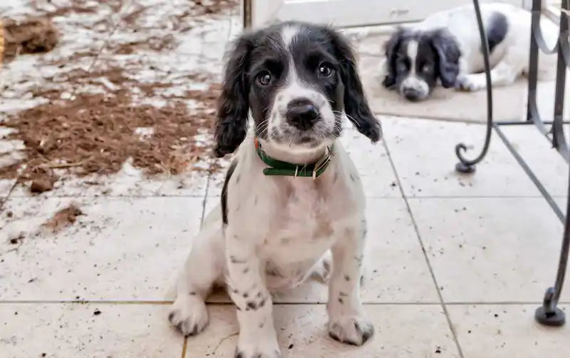 How to Discipline a Dog the Positive Way