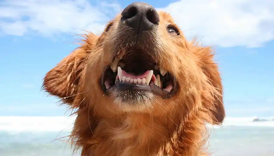 How to Keep Your Dog Healthy and Happy by PetWell