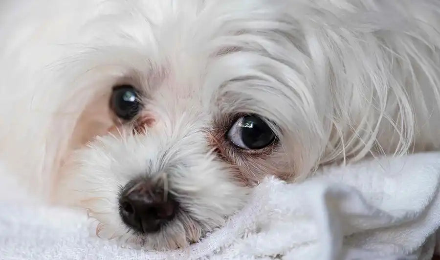 How to Remove Tear Stains on Dogs Naturally by PetWell