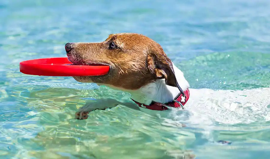 Dog Swimming Immune Booster Supplements and Foods for Dogs and Cats PetWell