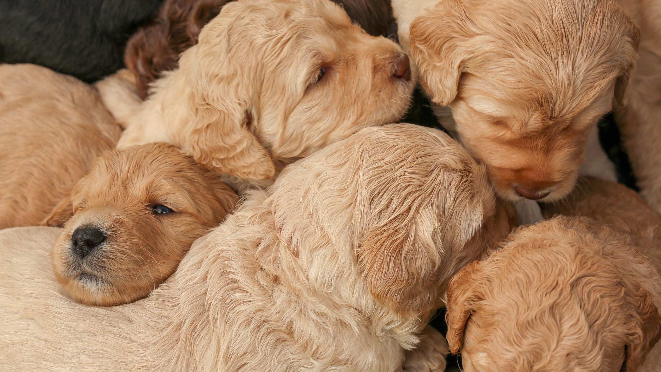 Key Considerations When Choosing a Puppy Breeder