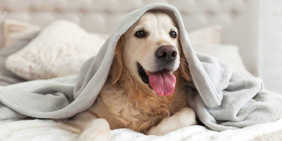 L-Tryptophan for Dogs Managing Anxiety with a Dog under a blanket by PetWell 