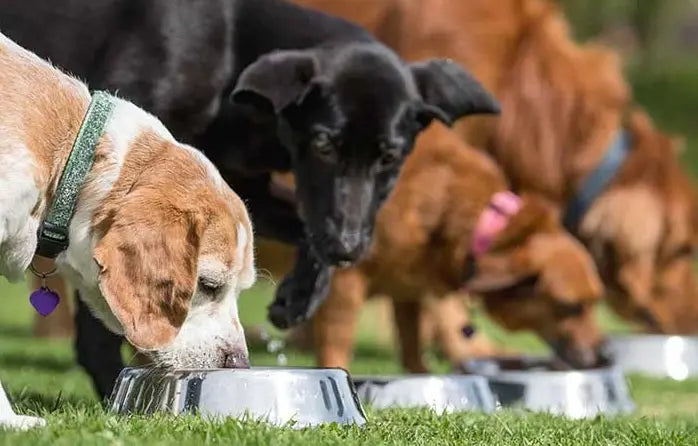 Row of dogs eating for a blog on Natural Ways to Support Your Dog’s Digestion by PetWell