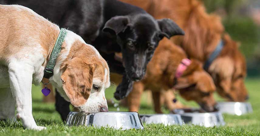 Row of dogs eating for a blog on Natural Ways to Support Your Dog’s Digestion by PetWell