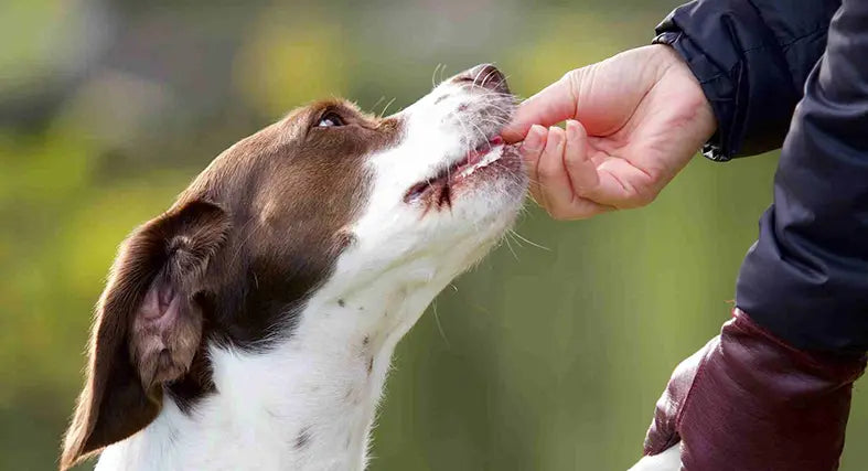 Man feeding dog Natural Dog Treats & Healthy Options by PetWell
