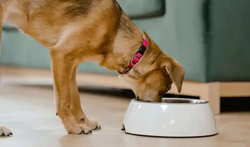 Natural Kibble Toppers to Boost Your Dog’s Nutrition by PetWell