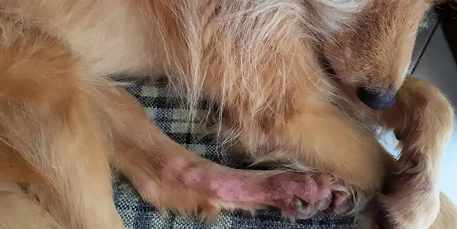 Natural Remedies for Dog Allergies dog with foot allergy