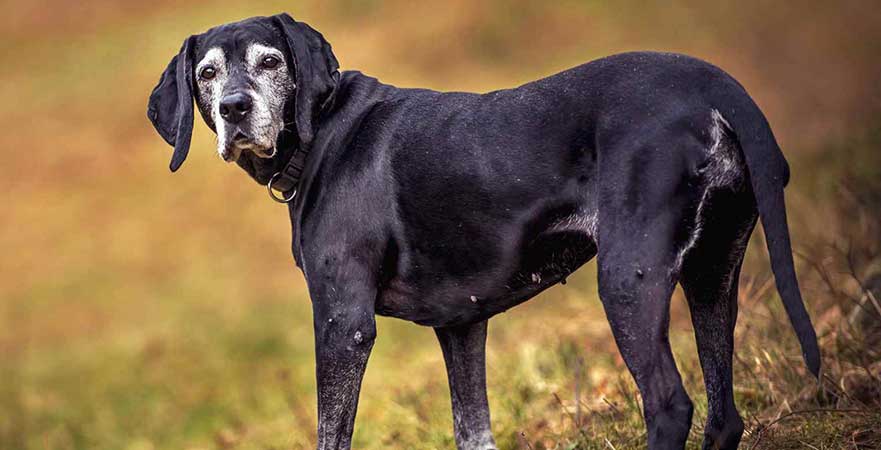 Old dog standing Signs of Joint Pain in Dogs  Spotting Inflammation Early by PetWell