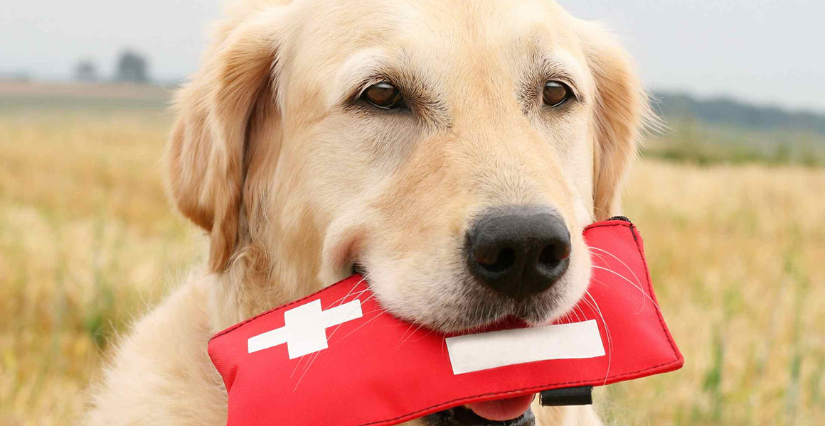 PetWell Pet First Aid Kit