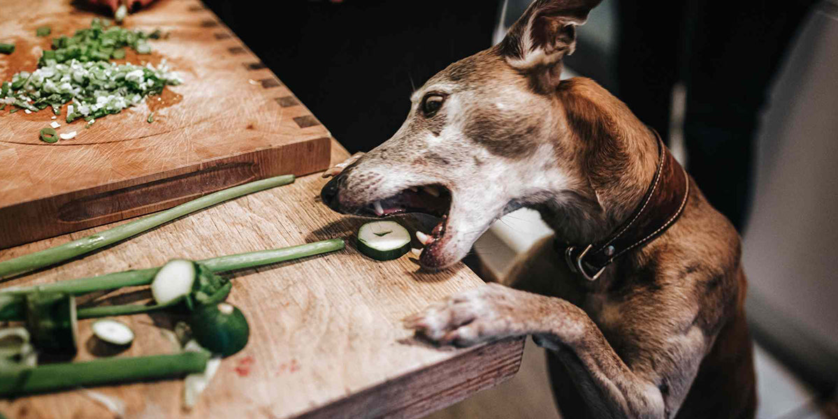 PetWell dog eating veggie's