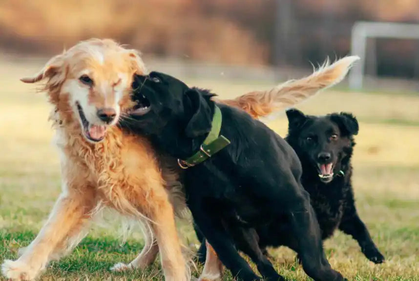 Dog Body Language Explained | Signs of Stress, Fear & Aggression