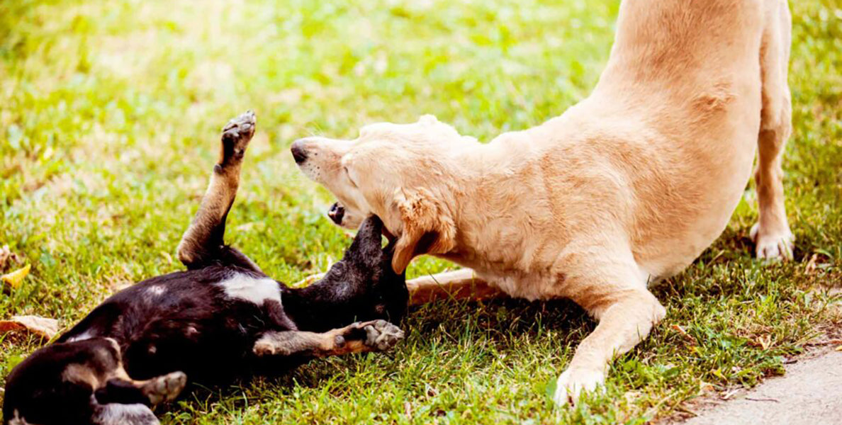 Playing dogs Understanding Dog Play Behaviour by PetWell