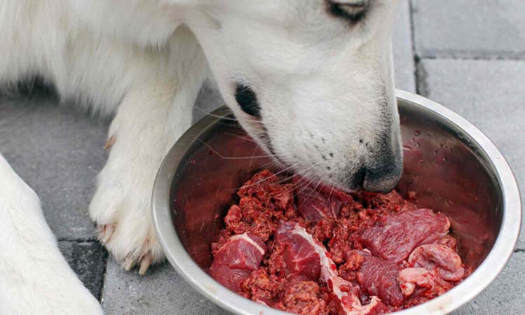Raw Feeding for Dogs Benefits, Myths & How to Start by PetWell