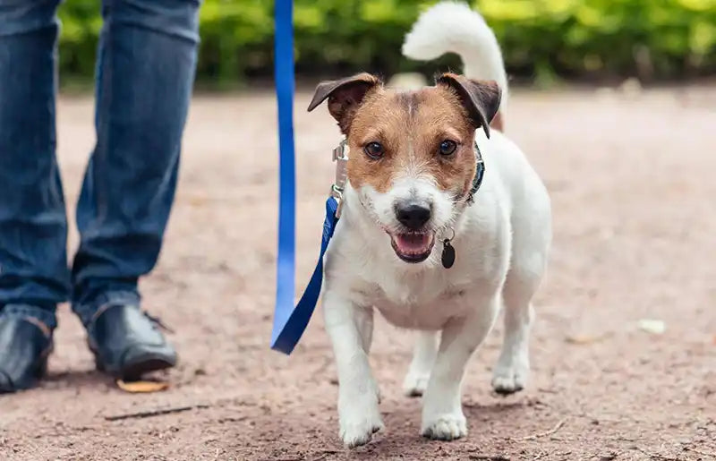 Relaxed dog on a lead On-Leash Dog Greetings  Do’s and Don’ts