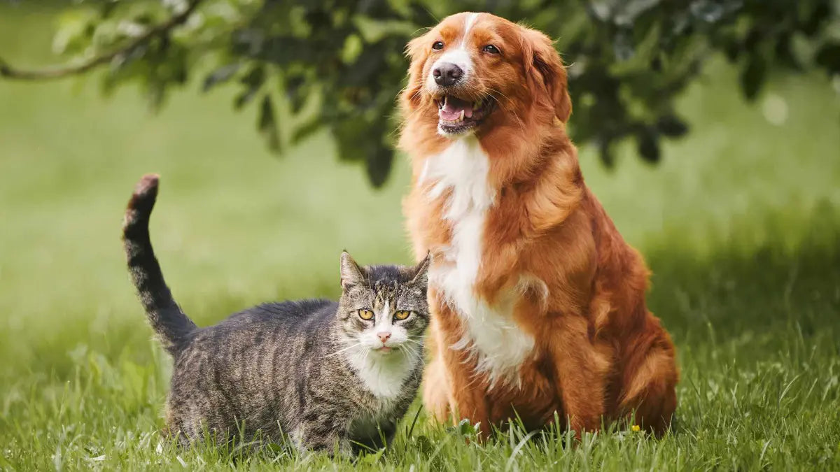 Dog and cat sitting together on grass with blurred greenery in the background