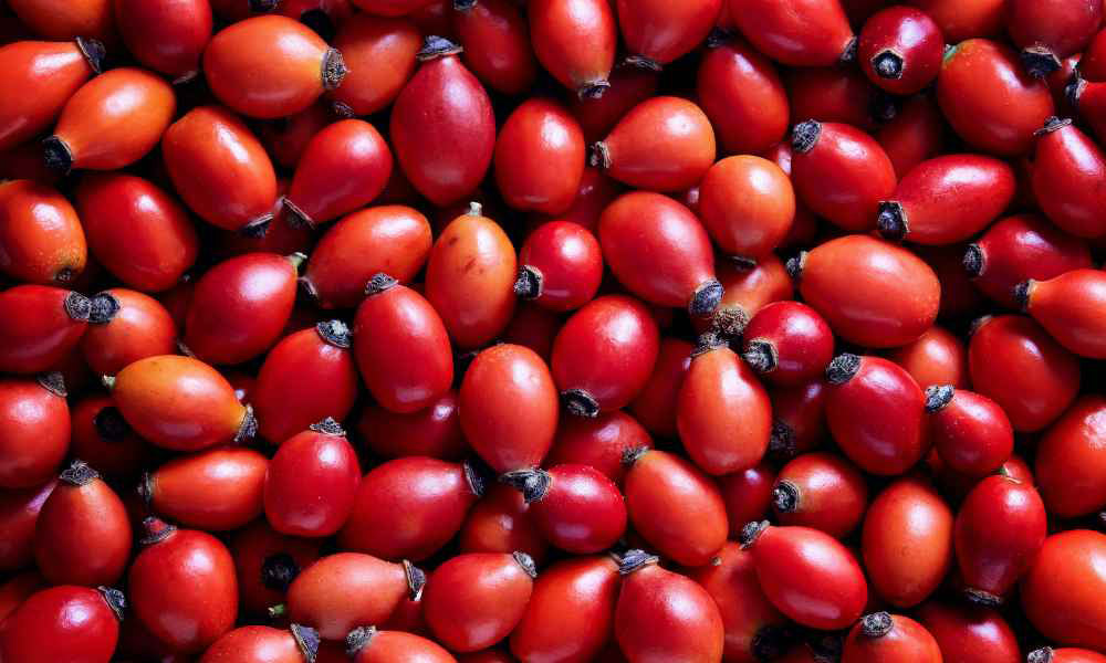 Rose Hip for Dogs and Cats by PetWell