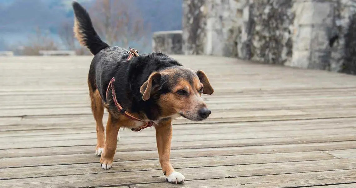 Old senior dog walking on wooden planks 