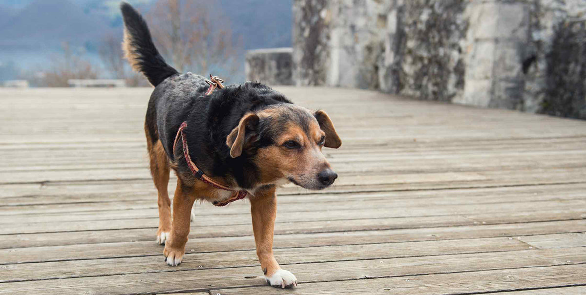 Safely Exercising Senior Dogs with Care by PetWell