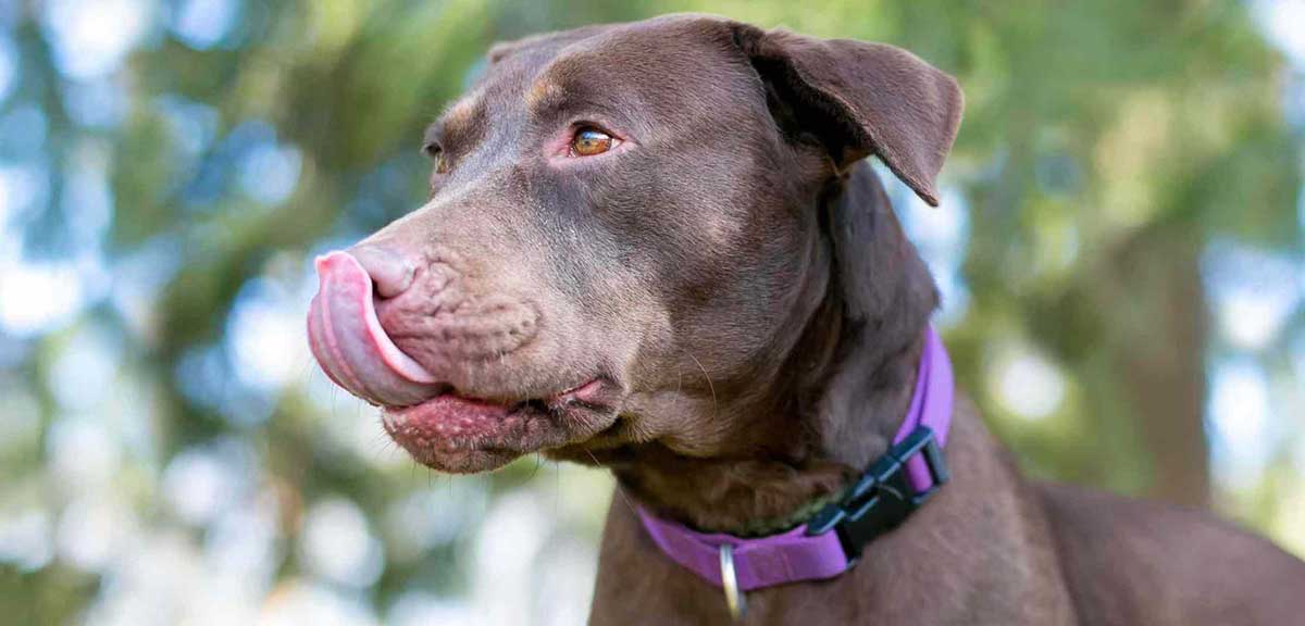 Brown dog licking his lips due to dog anxiety