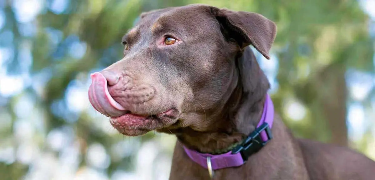 Brown dog with a purple collar licking his lips due to stress