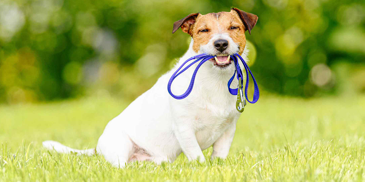 The Importance of Exercising Your Dog by PetWell