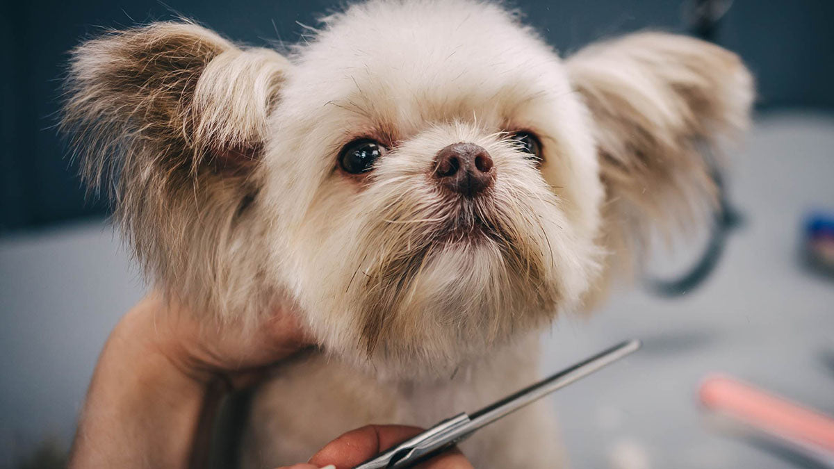 Dog being Groomed showing Tips for Grooming Dogs by PetWell