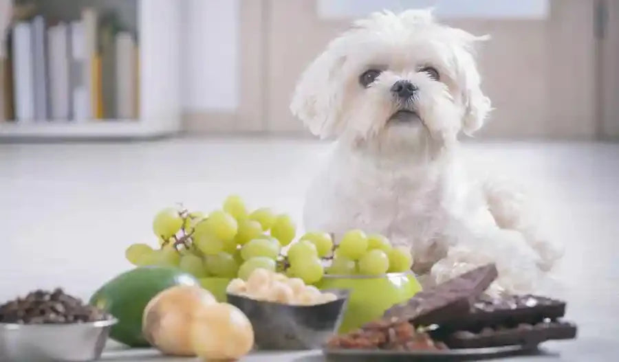 Toxic Foods You Should Never Feed Your Dog by PetWell