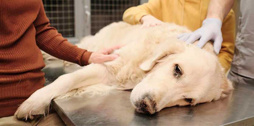 Understanding Gut Issues in Dogs by PetWell Sick Dog at vet