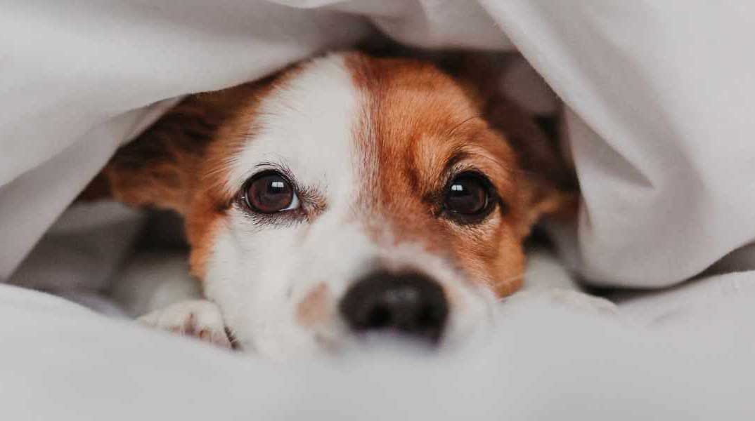 What is Dog Anxiety  Causes, Symptoms & Solutions by PetWell