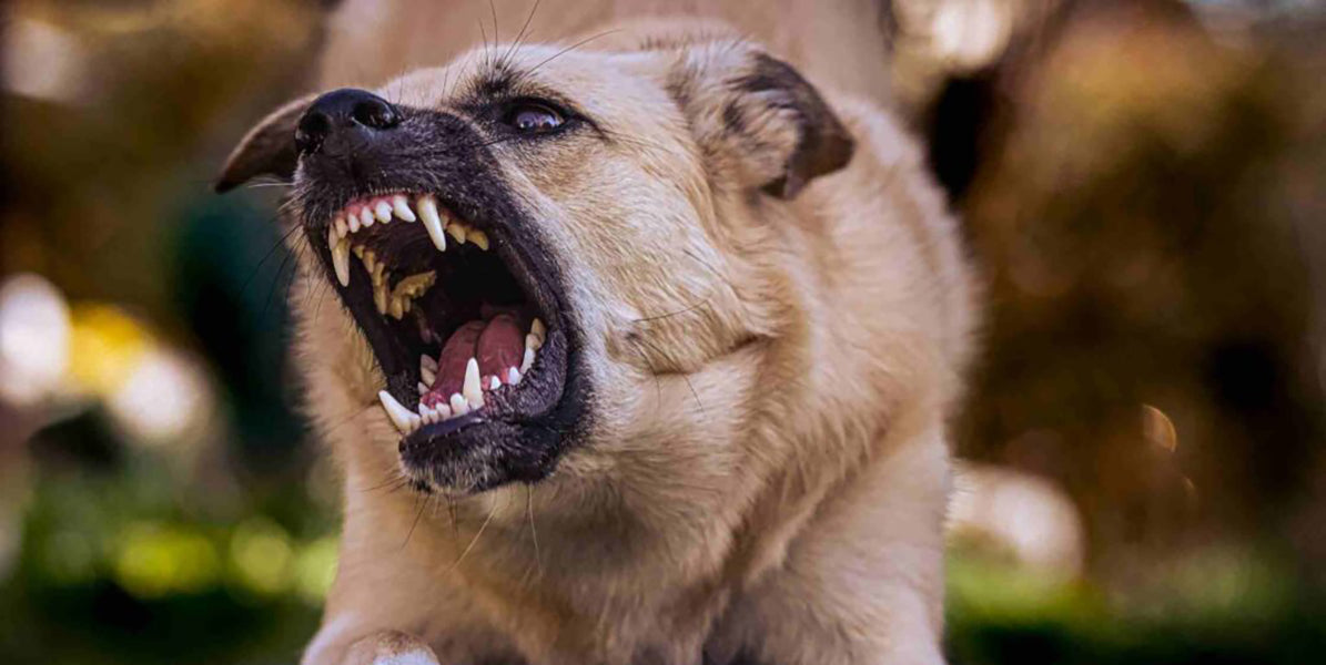 What Causes Canine Aggression by PetWell