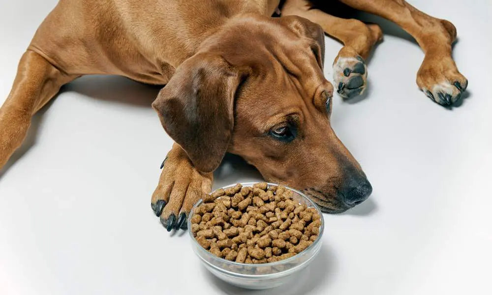 Dog laying next to a bowl of kibble looking bored
