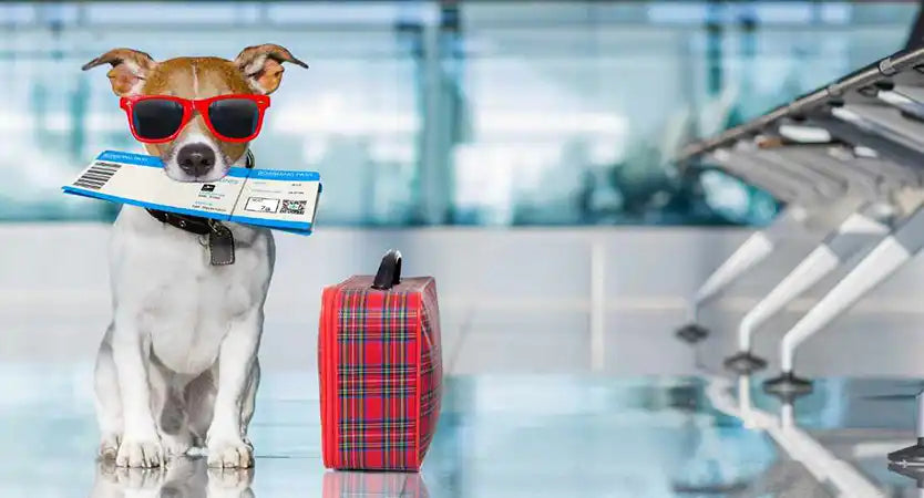 What to Do with Your Pets While on Holiday? PetWell