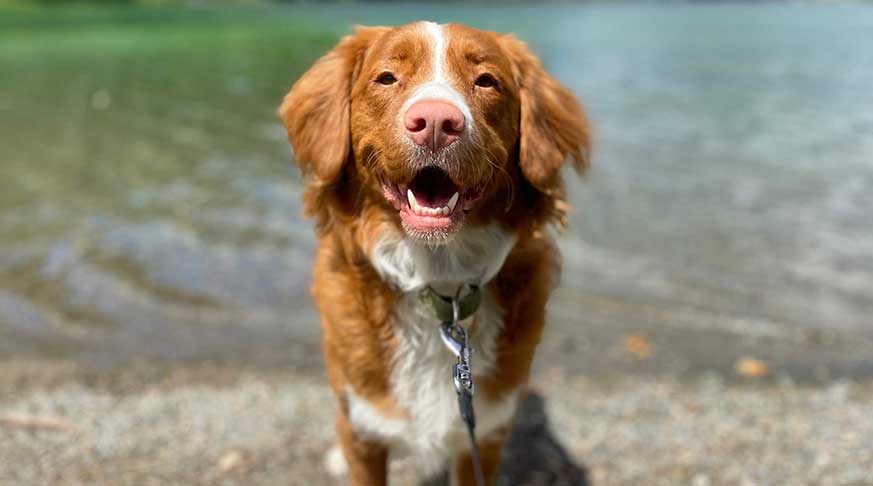 Dog at the beach - Best Probiotics and Supplements for Dog Gut Health