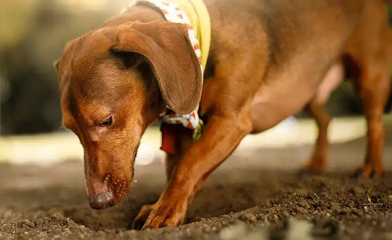 Why Do Dogs Dig by PetWell
